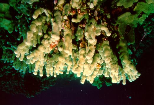 Finger Coral Porites compressa Growth form: finger-like columnar branches with porous skeleton; tips of branches usually blunt or