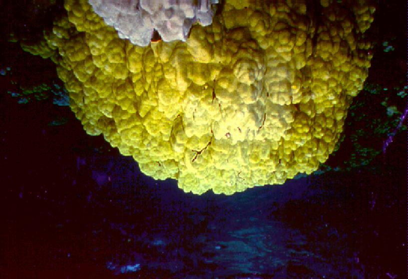 Partnerships for Reform through Investigative Science and Math Lobe Coral Porites lobata Growth form: branches form large lobes, never thin or finger-like; colonies may be huge,