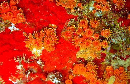 Tube Coral Tubastraea coccinea Growth form: clusters of (> 1 cm) tubular individual fleshy polyps, clump of 10-20 large calices