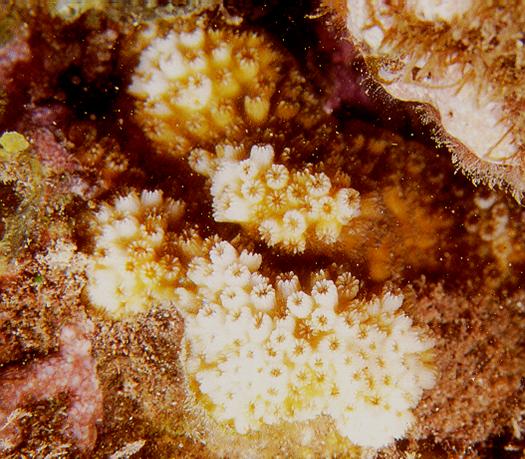 Eyed coral Cyphastrea ocellina Growth form: encrusting colonies; tan to light reddish brown.