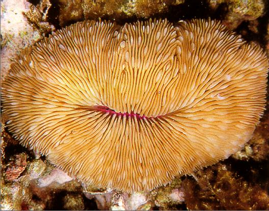Mushroom Coral Fungia scutaria Growth form: large (4-28 cm) free-living, solitary coral; circular or oblong shapes; green to