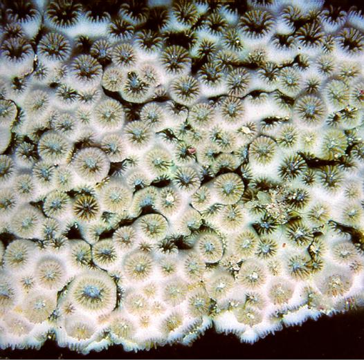 Crust Coral Leptastrea bottae Growth form: small, globular encrustating; olive-green to yellow-brown.