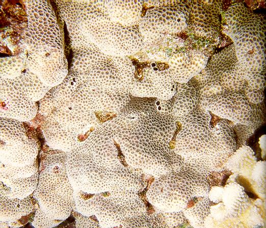 Crust coral Leptastrea purpurea Growth form: large, thin encrusting sheets or rounded lobes; pale brown, green, or purple.