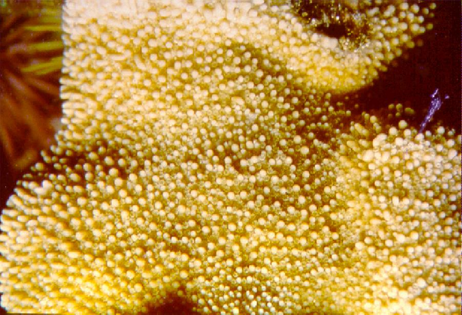 Partnerships for Reform through Investigative Science and Math Rice Coral Montipora capitata Growth form: highly variable, encrusting and plate-like (shallow water) or branching