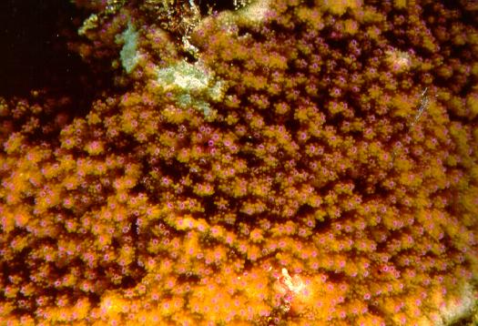 Ringed Rice Coral Montipora patula Growth form: plates or encrusting colonies; chocolate-brown with light borders.