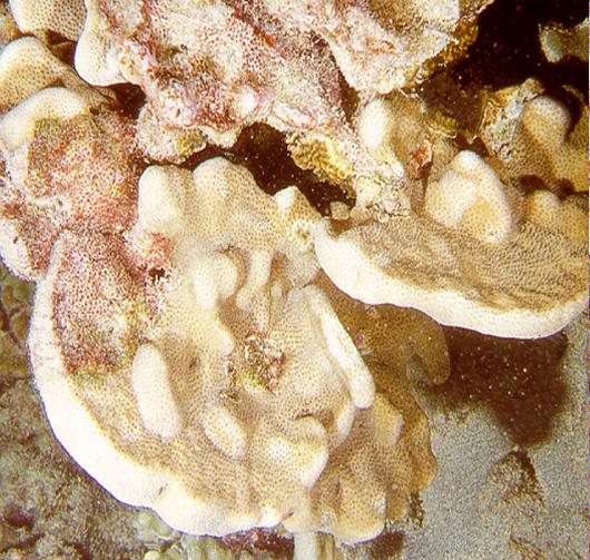 Flat Lobe Coral Pavona duerdeni Growth form: upright, flat ridge-like lobes; light gray or pale brown.