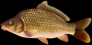 1 DESCRIPTION OF THE PRODUCT 1.1 Characteristics of the product The case study focuses on fresh common carp.