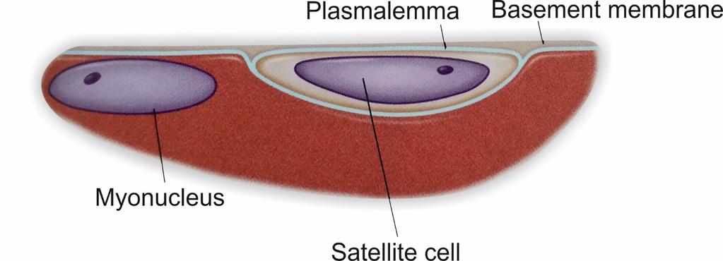 Satellite cells appear to be crucial to maximizing the hypertrophic response to resistance training.