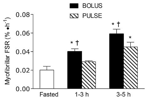 Fast vs. slow ingestion of protein immediately after RE: BOLUS: whey 25 g PULSE: whey 25 g (ten 2.