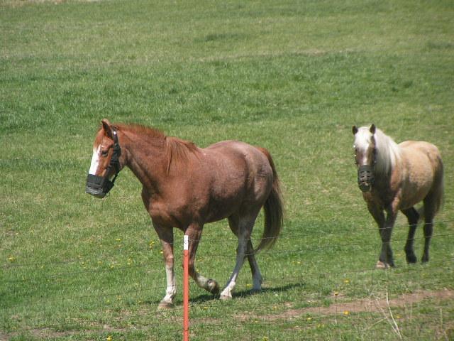 Photo of Joe & Rocky-Courtesy of Kathleen Gustafson If you are in a boarding situation where turn-out is a choice between small dry lot, and big pasture, then there are still a couple of options: You