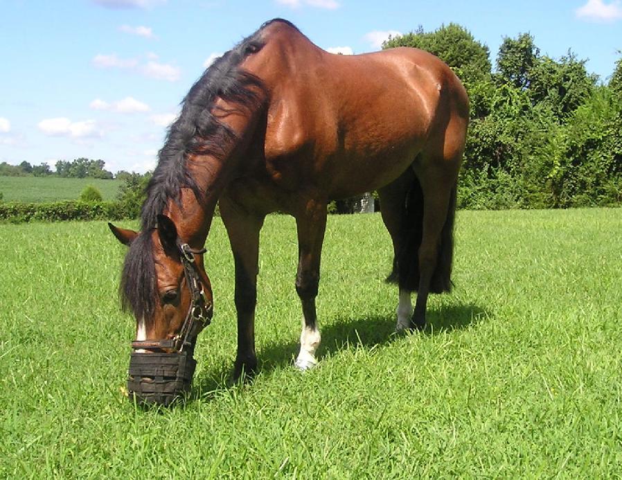 of the speed-eating equines in our care, but it can be done. So, here is my take on the horse-keeping on pasture paradigm: (this is for IR /Cushings horses.