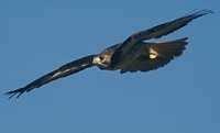 Vulture Squadron