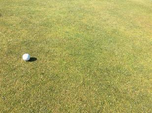 Photo Observations and Comments Figure 1: After a very difficult start to the year, the greens are starting to strengthen in conjunction with conditions drying out and temperatures improving.