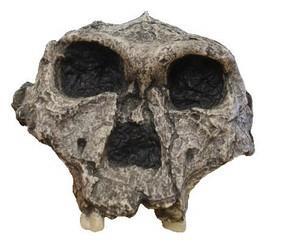 Discovered by Mary Leakey 1959, from olduvai gorge (Tanzania), by Richard Leakey in 1969 &70 from lake turkana (Kenya) and by Swua (1997) from Konso (Ethiopia). A. boisei existed between 1.8 and 1.