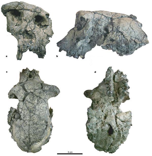 There have been some recent discoveries of fossils from Africa (like sahelanthropus, orrorin and ardipithecus), that claim to be of the family hominidae.