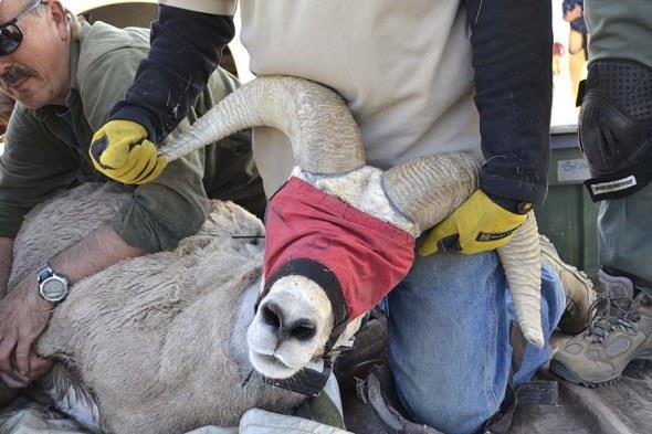 Sierra Bighorn Now recognized as a separate subspecies from California ssp.