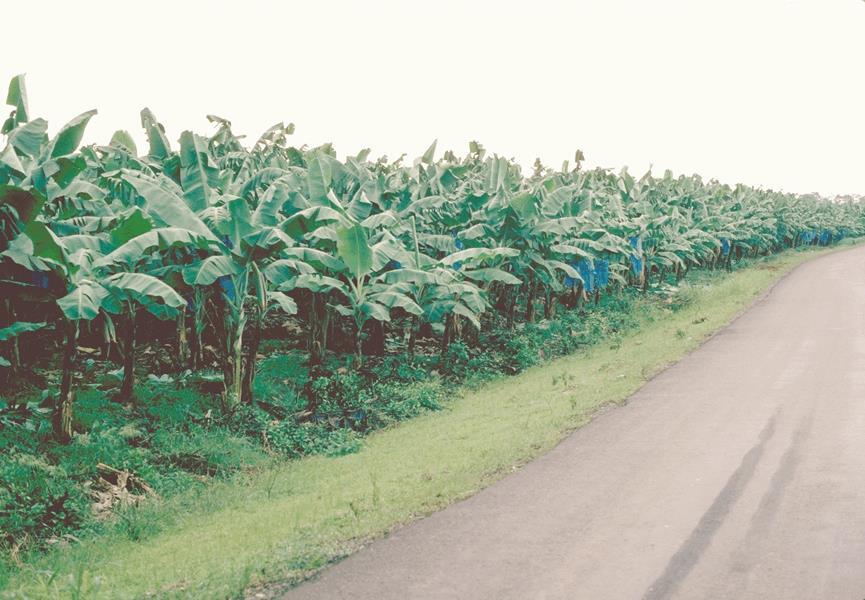 Banana plantation agriculture: