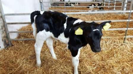 calves born on the Gloucester dairy farm