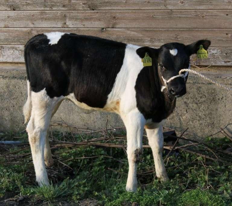 ANNIELIE heifer calf sired by ANNE 6 on the