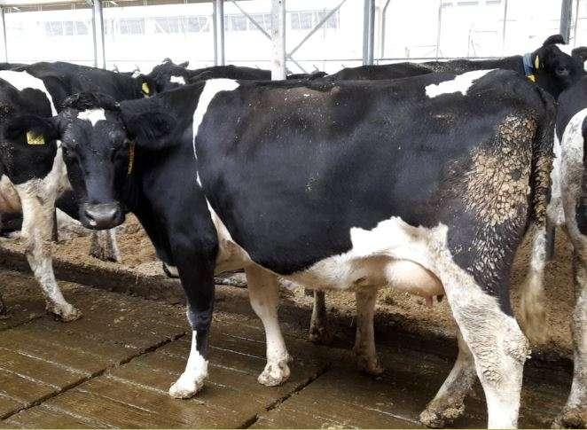 His Dam Roosje 145 (Sleeping Beauty 145) has a lactation value within the herd of 121 and over her first 6 lactations she calved year on year within a month.