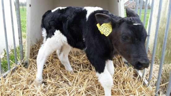 Introduced in 2017 to the A.I. station of K.I.Samen, SEM 17 was inspected at the breeding farm of Van Dam - Faber by a group of well respected British Friesian pedigree breeders who were part of the