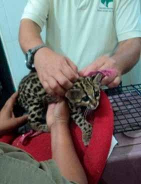 6 to 9kg. Several decades ago, the tree ocelot was one of the most exploited cats in Latin America for the fur trade.