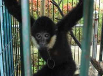 and Asia. Chimpanzees, gorillas, bonobos, orangutans are victims of the exotic pet trade, tourism and questionable zoos. GANG Conviction for the poaching of tiger, otter (Lutrinae spp.