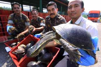 Seizure of 1290 South Asian box turtles (Cuora amboinensis, Appendix II) Kampung Derdap, State of Kelantan, Malaysia June 21, 2014 The truck driver realized he was being followed.