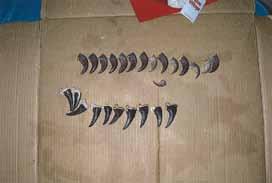 , Appendix I ou II), and 12 orange-chinned parakeets (Brotogeris jugularis, Appendix II) San Gerardo, Province of Alajuela, Costa Rica May 27, 2014 They were imprisoned