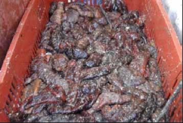 Sea Cucumbers AMERICA REPEATED OFFENSE Seizure of 300 kg of sea cucumber (Isostichopus fuscus, Appendix III in Ecuador) Campeche, Campeche State, Mexico April 2014 When inspectors arrived, 30 people