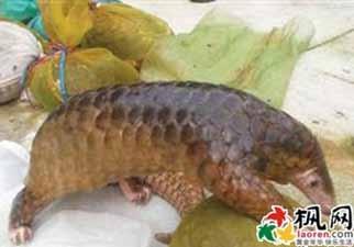 between 1 and 9 kg. The species is legally protected in China. The law has heavy penalties that can reach lifetime imprisonment and confiscation of property.