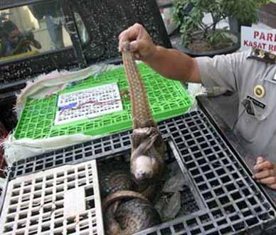 Court hearing for smuggling 37 pangolins Fangchenggang, Guangxi Region, China April 28, 2014 The case dates back to January 24 (see On the Trail No. 4, page 42).
