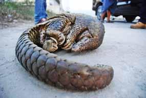 A pangolin craftsman, the intermediate between the hunter-collector and wholesaler provider of large national and international channels, was arrested south of the island of Sumatra.