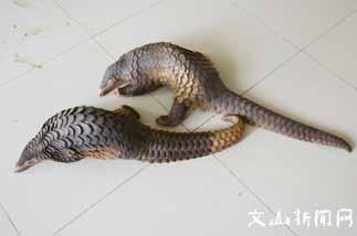 25 US$ / kg based on average of 6 kg per pangolin; - Southern Thailand after smuggling over the border with Malaysia. 61 US$ / kg; - Northern Thailand before crossing the border with Laos.