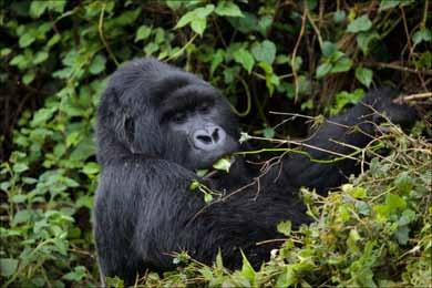 Primates AFRICA Seizure of bushmeat including those of monkeys (Primates spp.