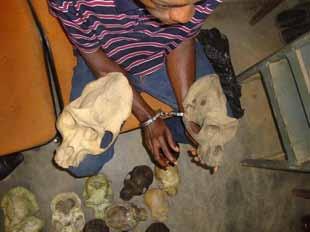 elled by car all the way from Ebolowa to the capital Yaounde. He was arrested while negotiating the sale of the bones.