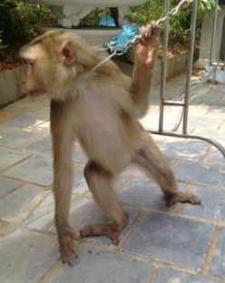 withhold wild animal also protected by law. ENV Seizure of a macaque (Macaca spp.