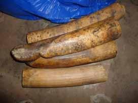 Seizure of 16 kg of ivory Koumpentoum, Tambacounda Region, Senegal April 8, 2014 The axis Bamako / Mali - Dakar / Senegal has become a major route for smuggling cannabis.