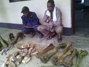 Chinese communities in Africa. Ground up rhino horn is miraculous. Why not elephant bone flour? One of the 2 skeleton pillagers is part of the Cameroon maritime police force.