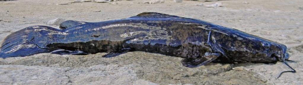 A flathead is a large growing catfish.