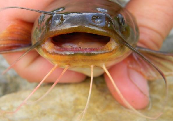 Fish Fact: The yellow bullhead can be found in a wide range of habitat, but prefer clearer waters than a