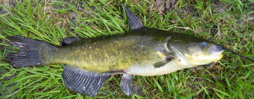 The brown bullhead looks similar to yellow and black bullheads, and has intermediate characteristics of the two species. Its chin whiskers are grey and its body coloration is mottled.