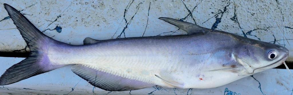 The blue catfish is the largest catfish in North America, reaching well over 100 pounds.