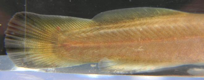 Madtoms are a group of miniature catfish that live mainly