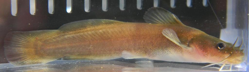 The slender madtom is the most common madtom in Oklahoma