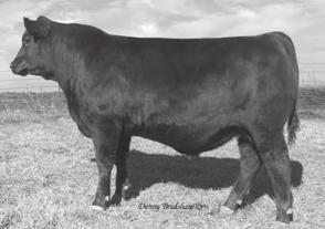 Hoover Hawkeye Owned with Three Trees Ranch, Basin Angus Ranch, and ABS $43,000 Maternal Brother to Lot 32 32 Bruns Uppercut 610 BRUNS TOP CUT 373 Dakota Miss 669 Baf # MISS BLACKCAP ELLSTON K97 Miss