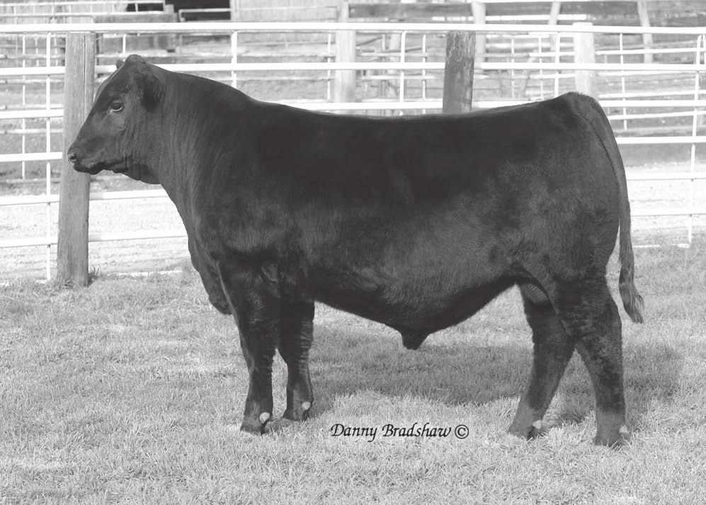 Blkcp Empress Ellston C344 Pathfinder Hoover Donor Pictured at 8 years of age Dam of Lot 47, Grandam of Lot 48 & 49, Relative of Lots 50-53 Hoover Hawkeye R10 Owned by Dan Olson $7750 Maternal