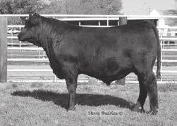 67 Twin w/cow Connealy Impression # CONNEALY IMPACT Elza of Conanga 8265 # ELBAMERE QUEEN ELLSTON G168 # Elbamere Queen Ellston D71 Hoover Impact P26 Owned by Mike Archer $6750 Full Brother to Lot 67