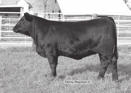 6 25% Dam s Production: BWR 1-110 WWR 1-107 YWR 1-107 Grandam s Production: Sons @ Auction: 2-$8750 Daughters @ Auction: None BWR 6-97 WWR 6-102 YWR 6-102 R442 is an attractive profiling bull that is
