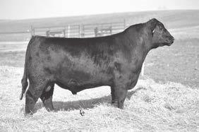 Care for your new Hoover Angus bull Hoover Homestead Owned by Brice Conover and Prairie View Farms $8250 Maternal Brother to the Dam of Lot 108 108 Basin Excitement # HOOVER ELATION M123 Pride of